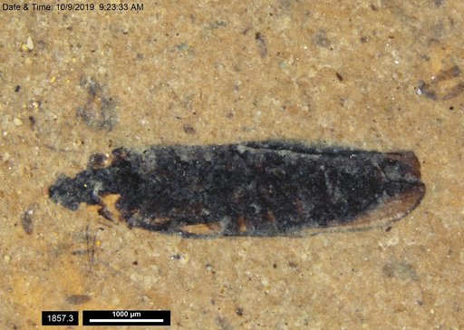 Genus sp