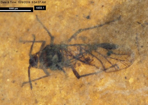 Aphididae
