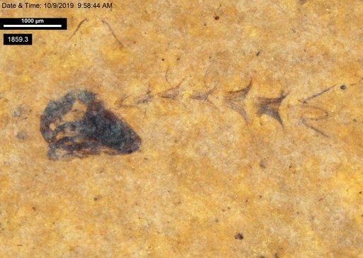 Chaoboridae