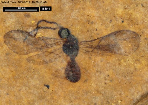 Braconidae