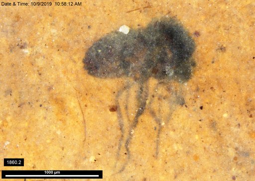 Diptera