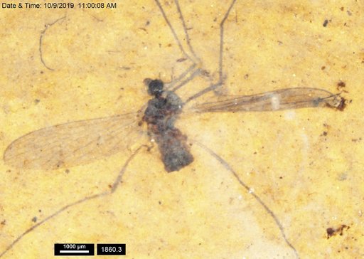Diptera