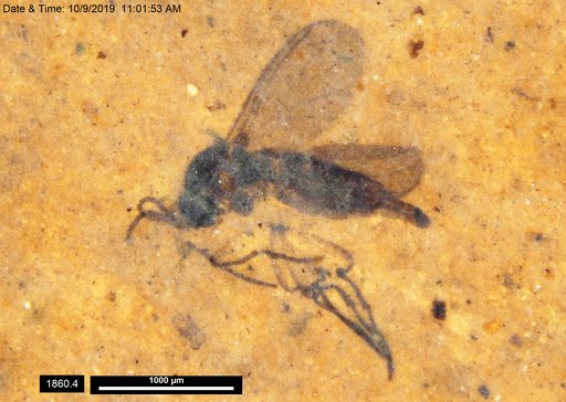 Diptera