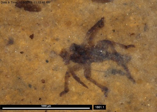 Genus sp