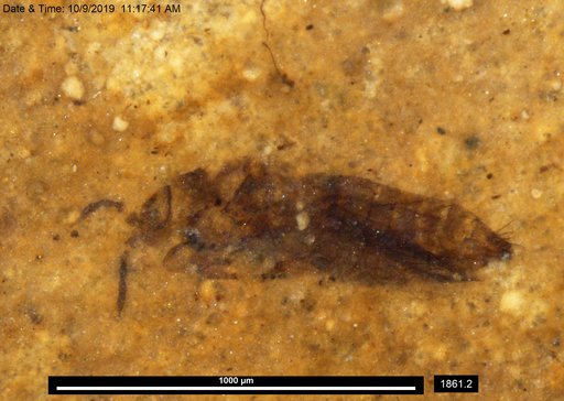 Genus sp