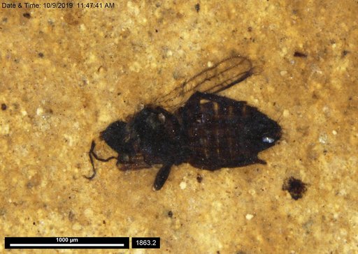 Genus sp