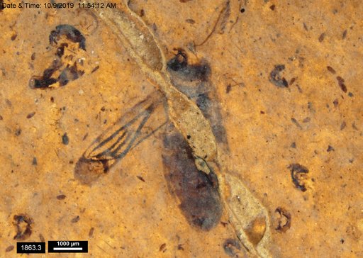 Corixidae