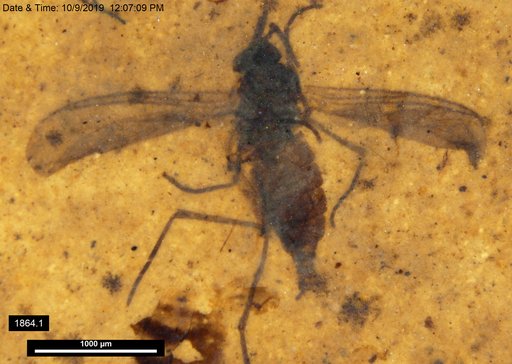 Sciaridae