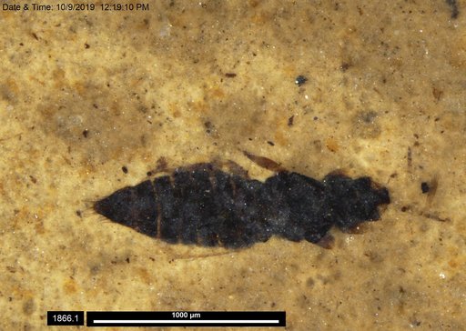 Genus sp