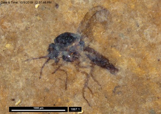 Diptera