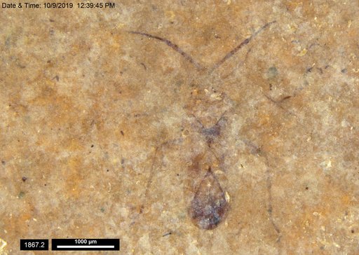 Genus sp