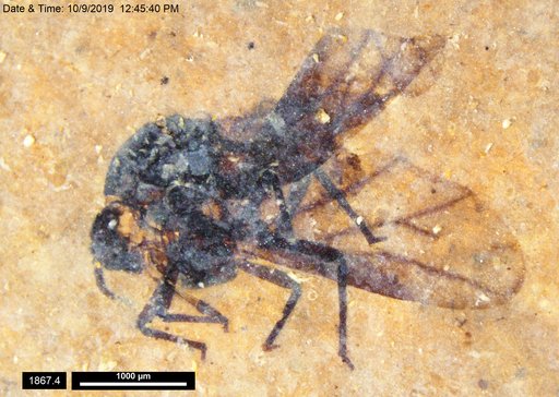 Aphididae