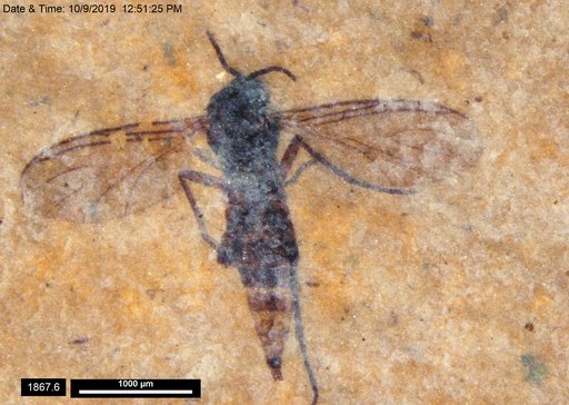Diptera