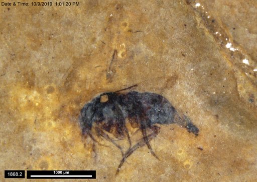 Diptera