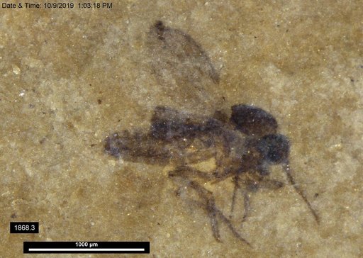 Diptera