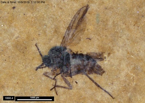 Diptera