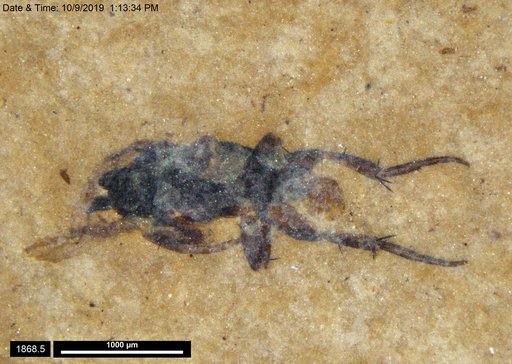 Phoridae
