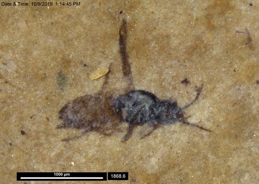 Diptera