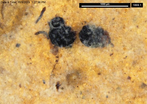 Genus sp