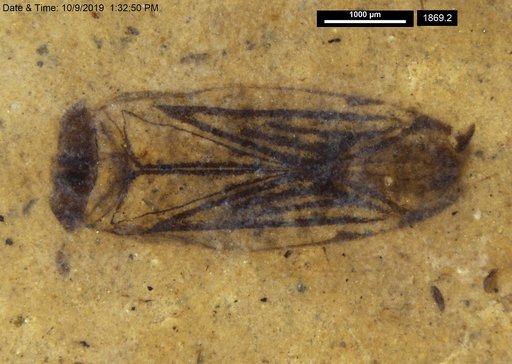 Corixidae