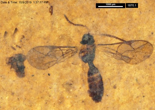 Ichneumonidae