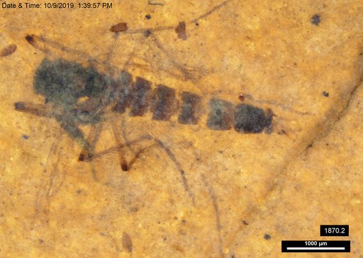 Genus sp