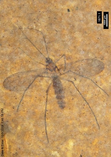 Keroplatidae