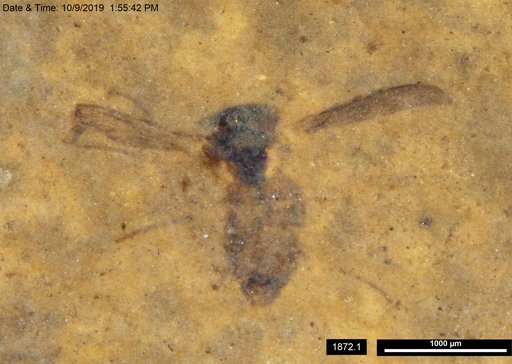 Diptera