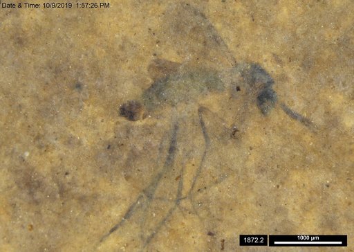 Mycetophilidae