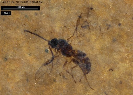 Braconidae