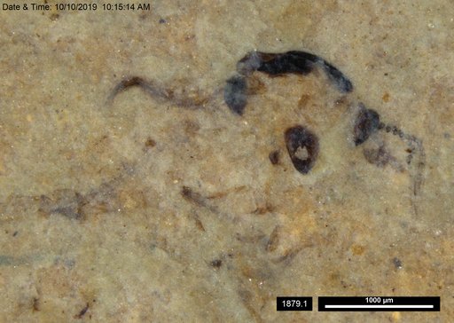 Chaoboridae