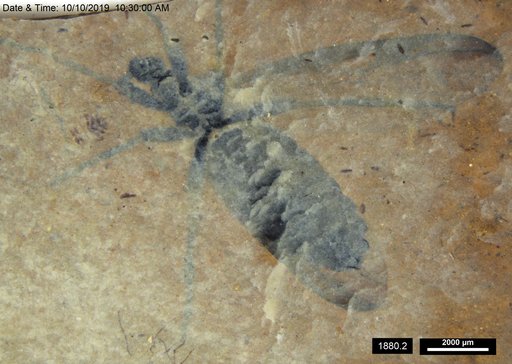 Genus sp