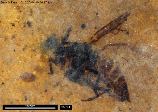Diptera