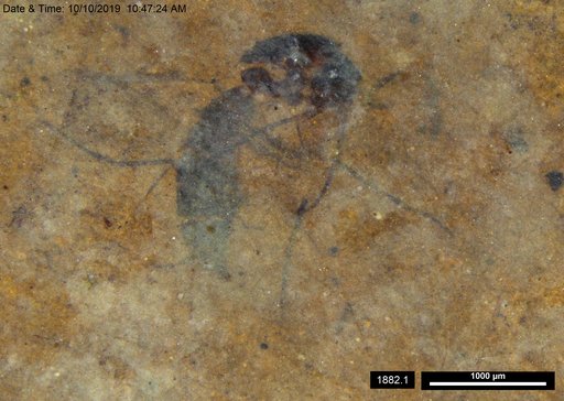 Mycetophilidae