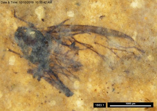 Aphididae