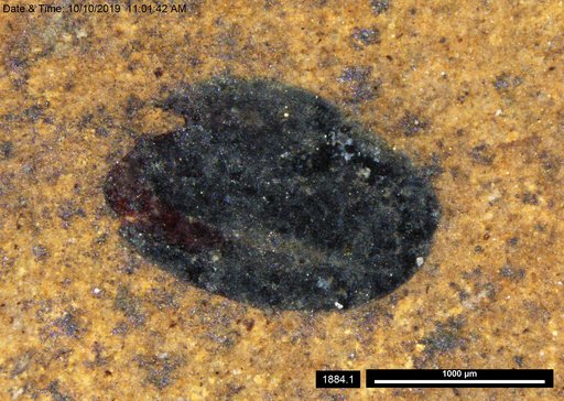 Tracheophyta