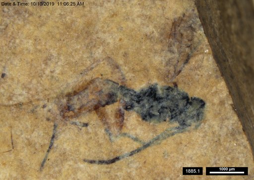 Genus sp