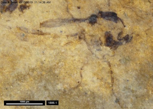Chaoboridae