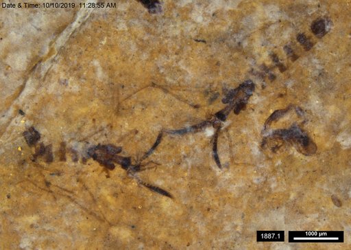 Chaoboridae