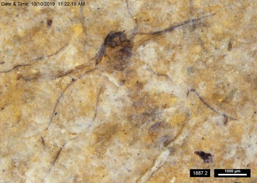 Chaoboridae
