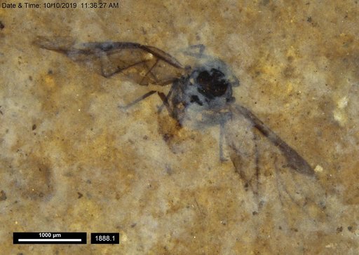 Aphididae