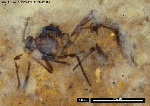 Aphididae