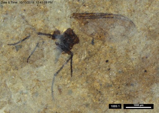 Diptera