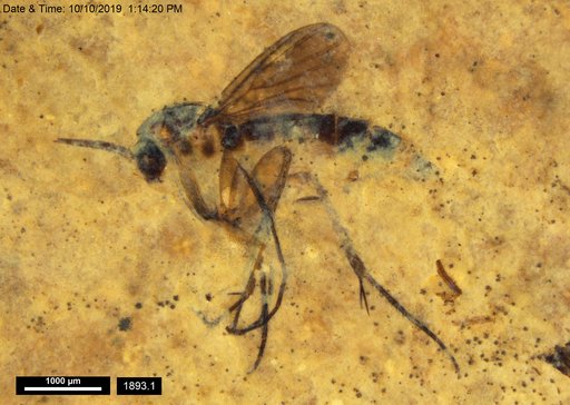 Mycetophilidae