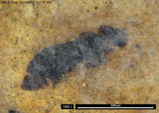 Genus sp