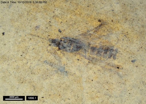 Genus sp