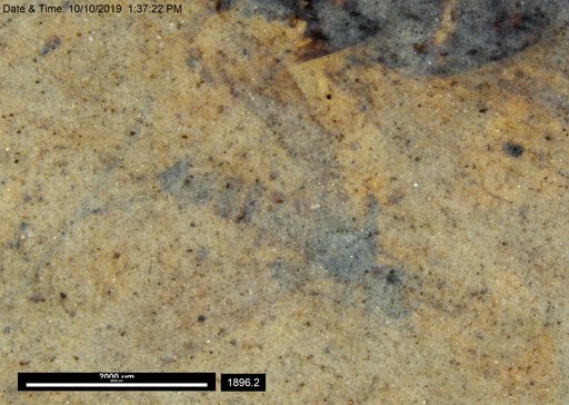 Genus sp
