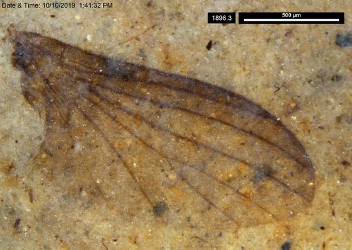 Diptera