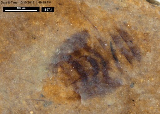 Corixidae