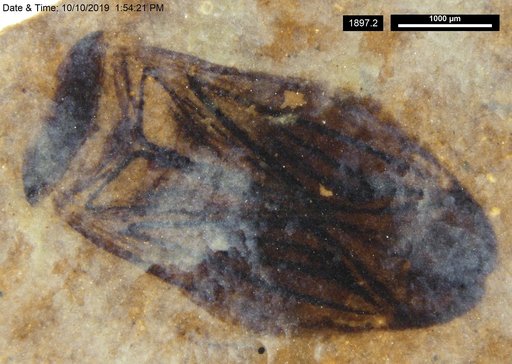 Corixidae